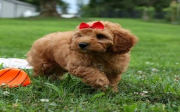 Goldendoodle dogs for sale: Brooklyn - Image 2