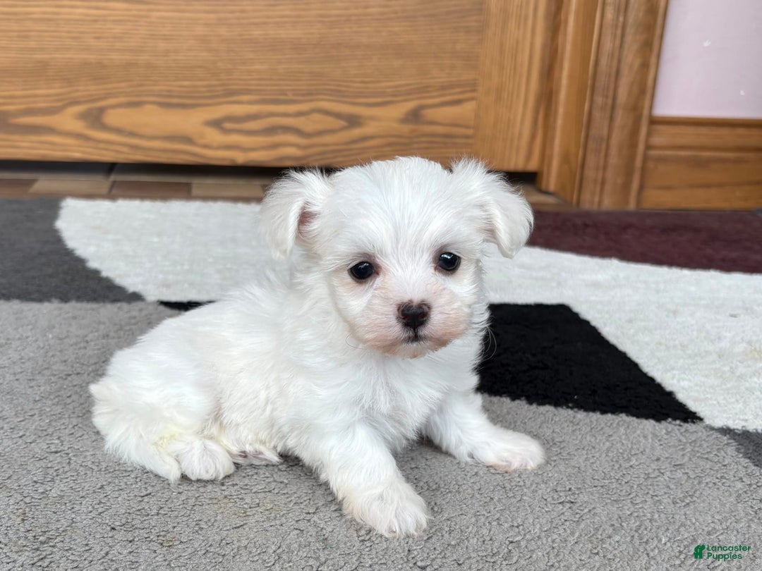 Coton De Tulear dogs for sale: Nadine - Image 5