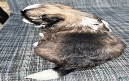 Shih Tzu dogs for sale: Teddy - Image 16