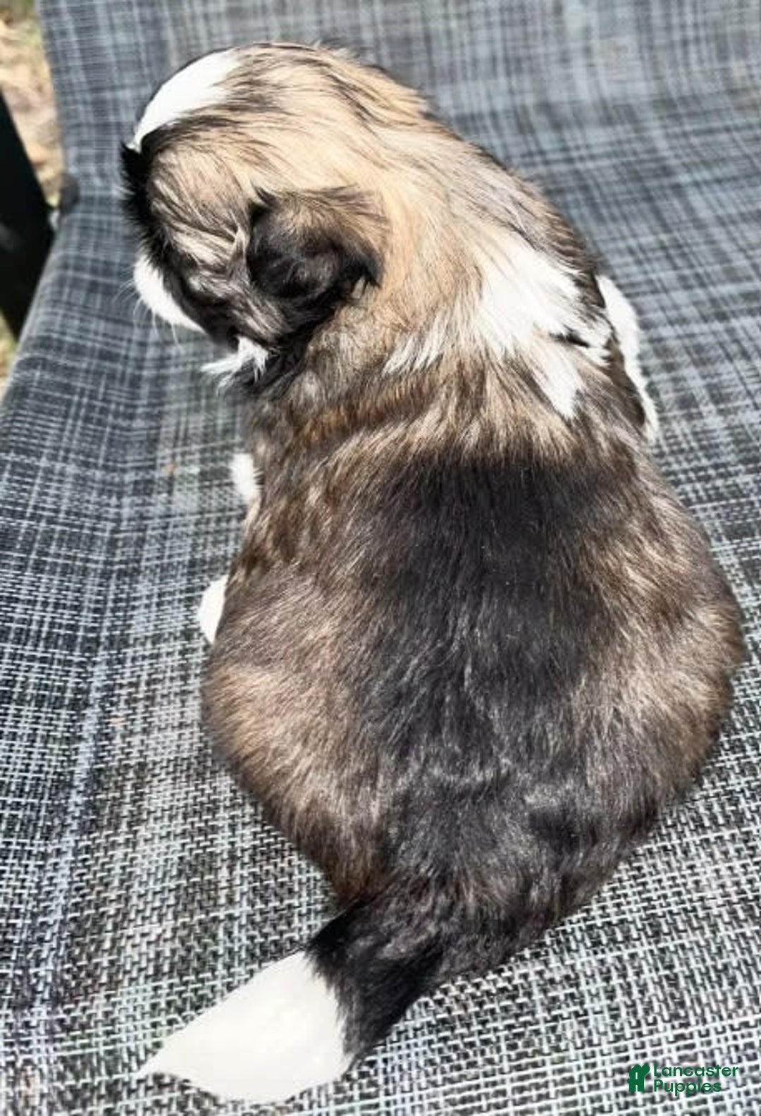 Shih Tzu dogs for sale: Teddy - Image 16