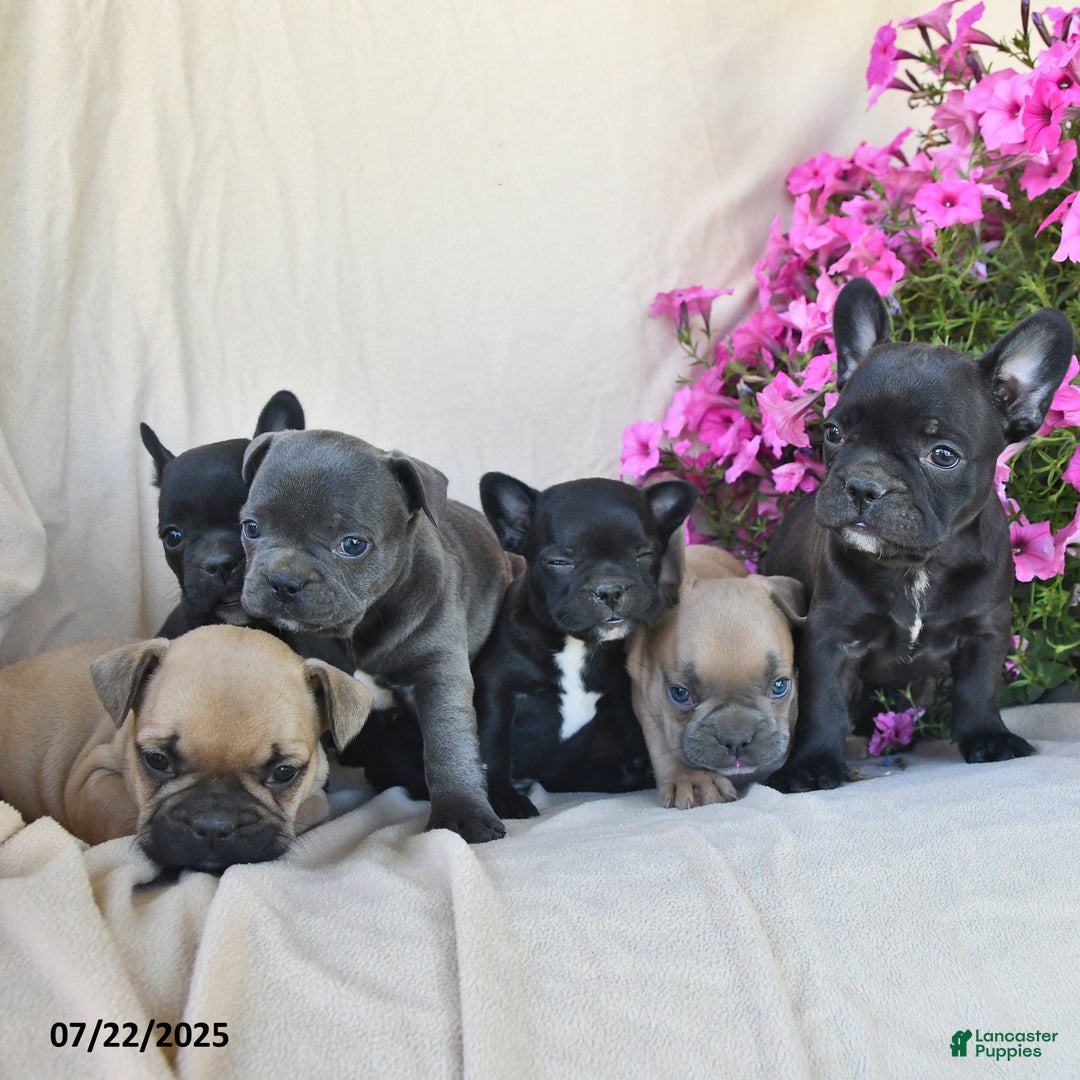 Frenchton dogs for sale: Frisky - Image 3