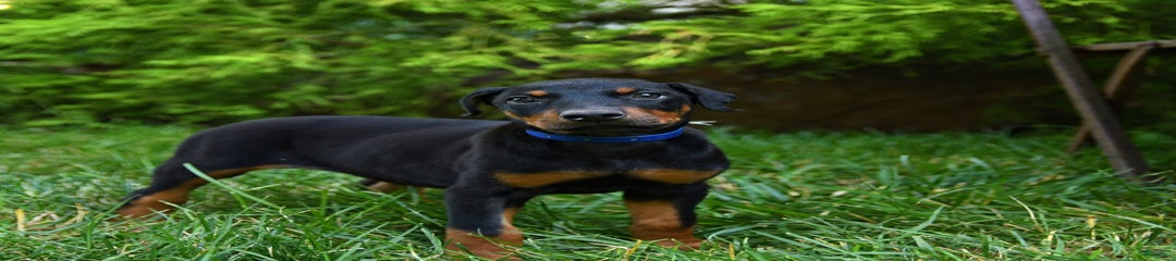 Piper