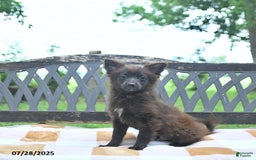 Pomeranian dogs for sale: Tinker - Image 7