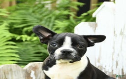 Boston Terrier dogs for sale: Boston Terrier 4 puppies - Image 5