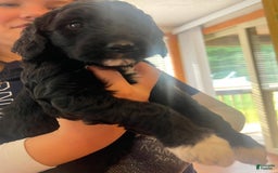 Goldendoodle dogs for sale: Goldendoodle 3 puppies - Image 2