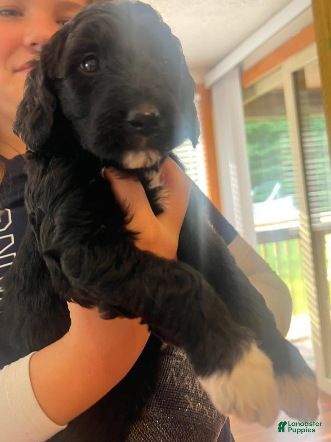 Goldendoodle dogs for sale: Goldendoodle 3 puppies - Image 2