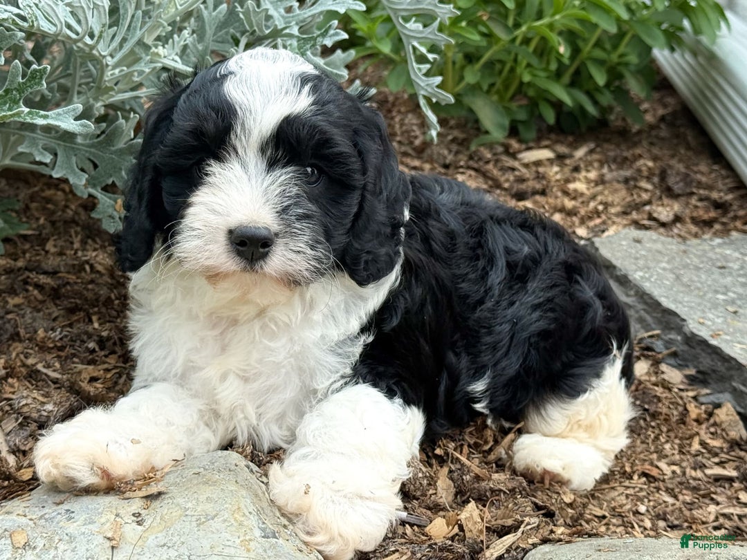 Cavapoo dogs for sale: Cade - Image 4