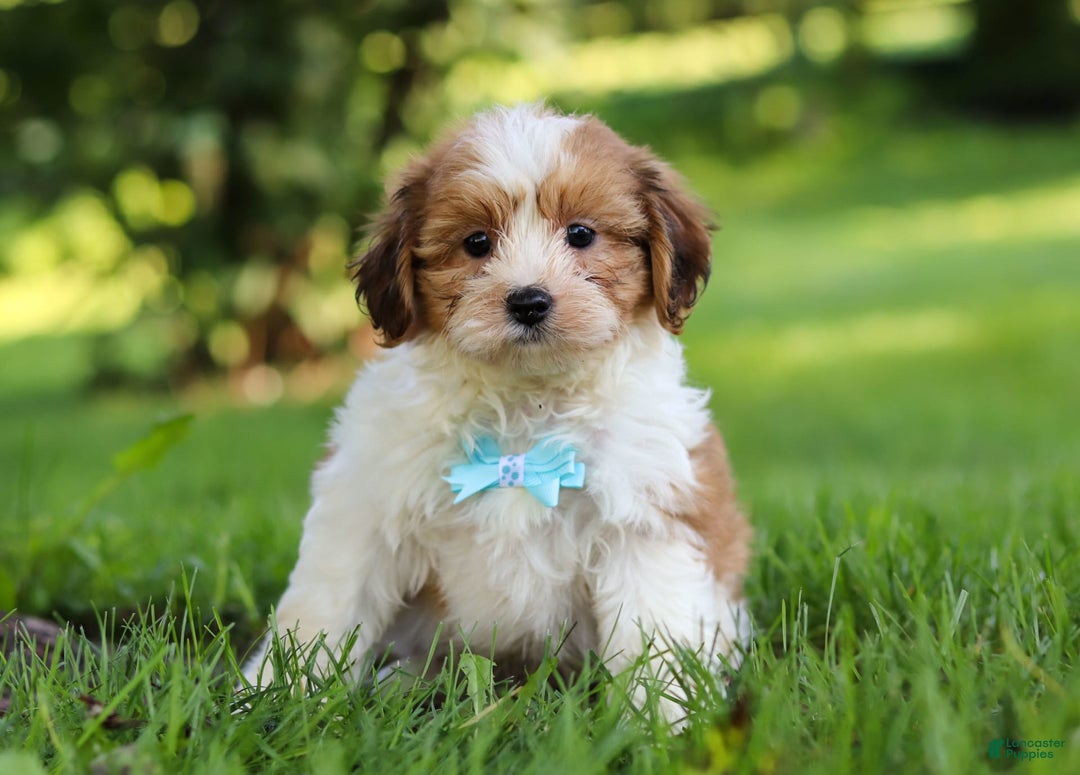 Shihpoo dogs for sale: Grady - Image 5