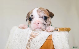 French Bulldog dogs for sale: Zeus Akc - Image 8