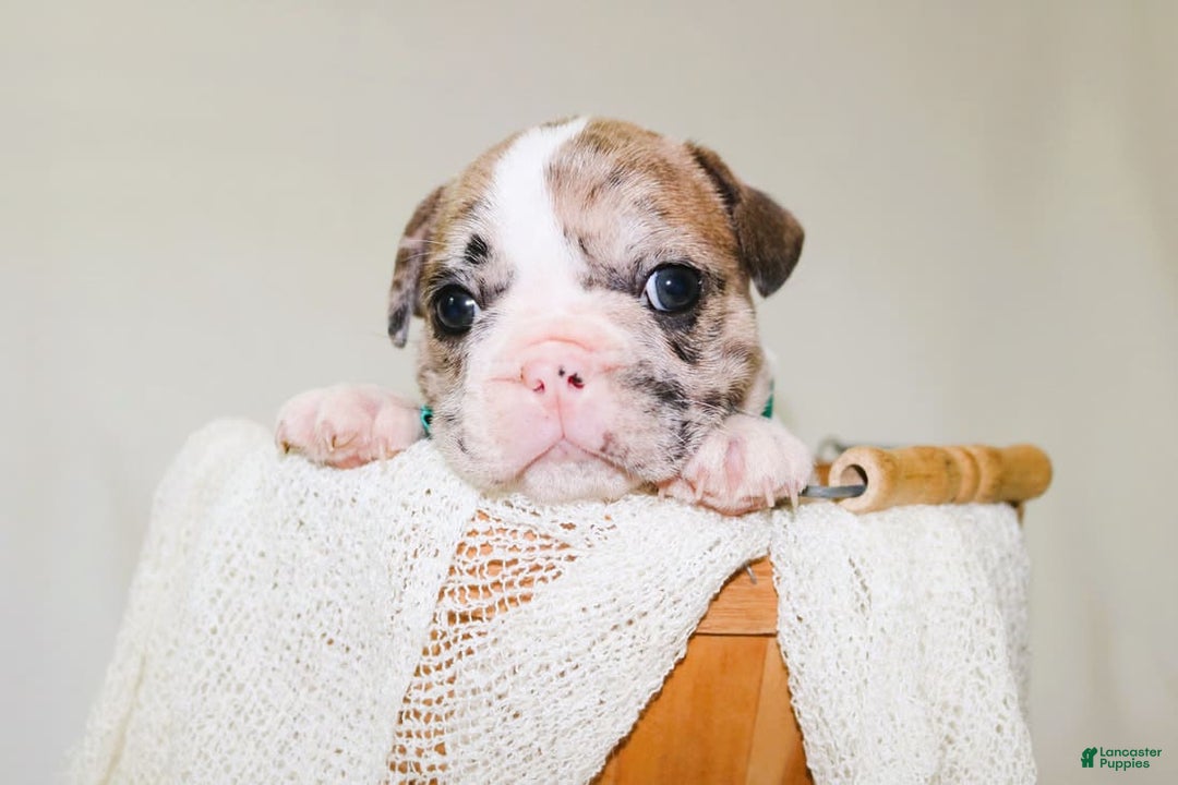 French Bulldog dogs for sale: Zeus Akc - Image 8