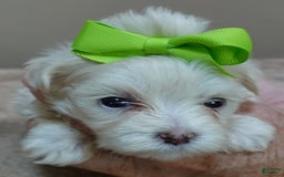Maltese dogs for sale: Titan - Image 5
