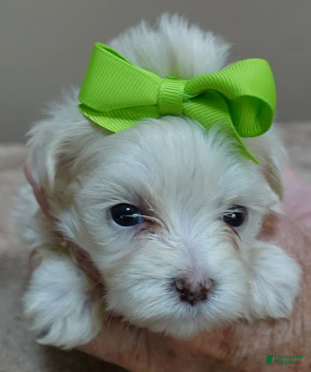 Maltese dogs for sale: Titan - Image 5