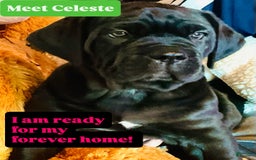 Cane Corso dogs for sale: Celeste - Image 1