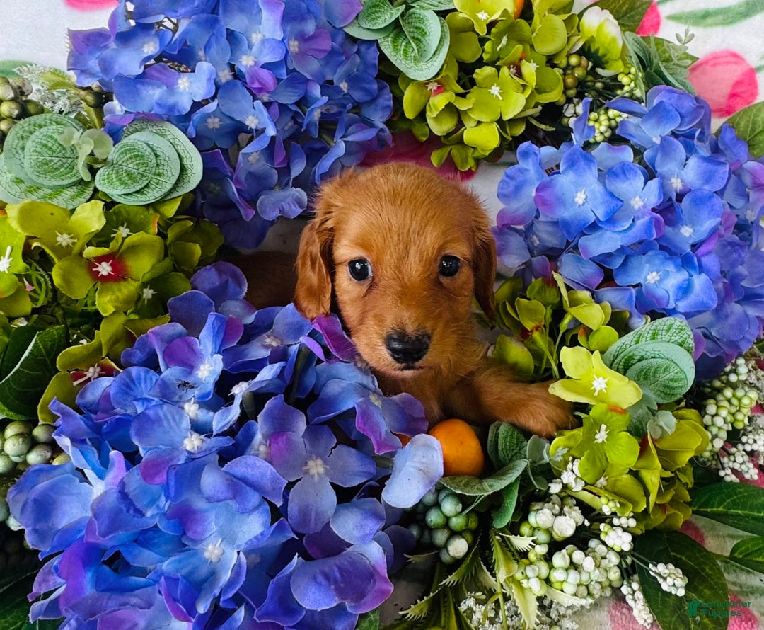 Miniature Dachshund dogs for sale: Gabby Long Haired - Image 6