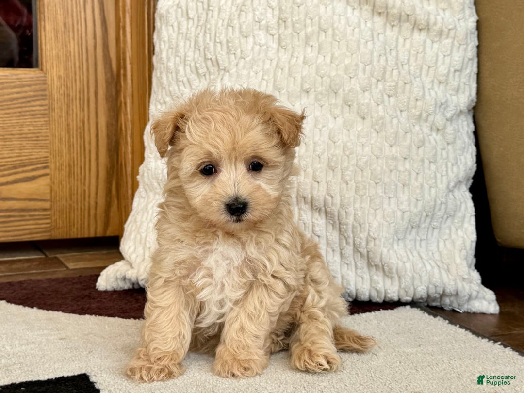 Maltipoo dogs for sale: Jerry - Image 8