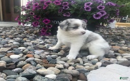 English Shepherd dogs for sale: Tracey - Image 5