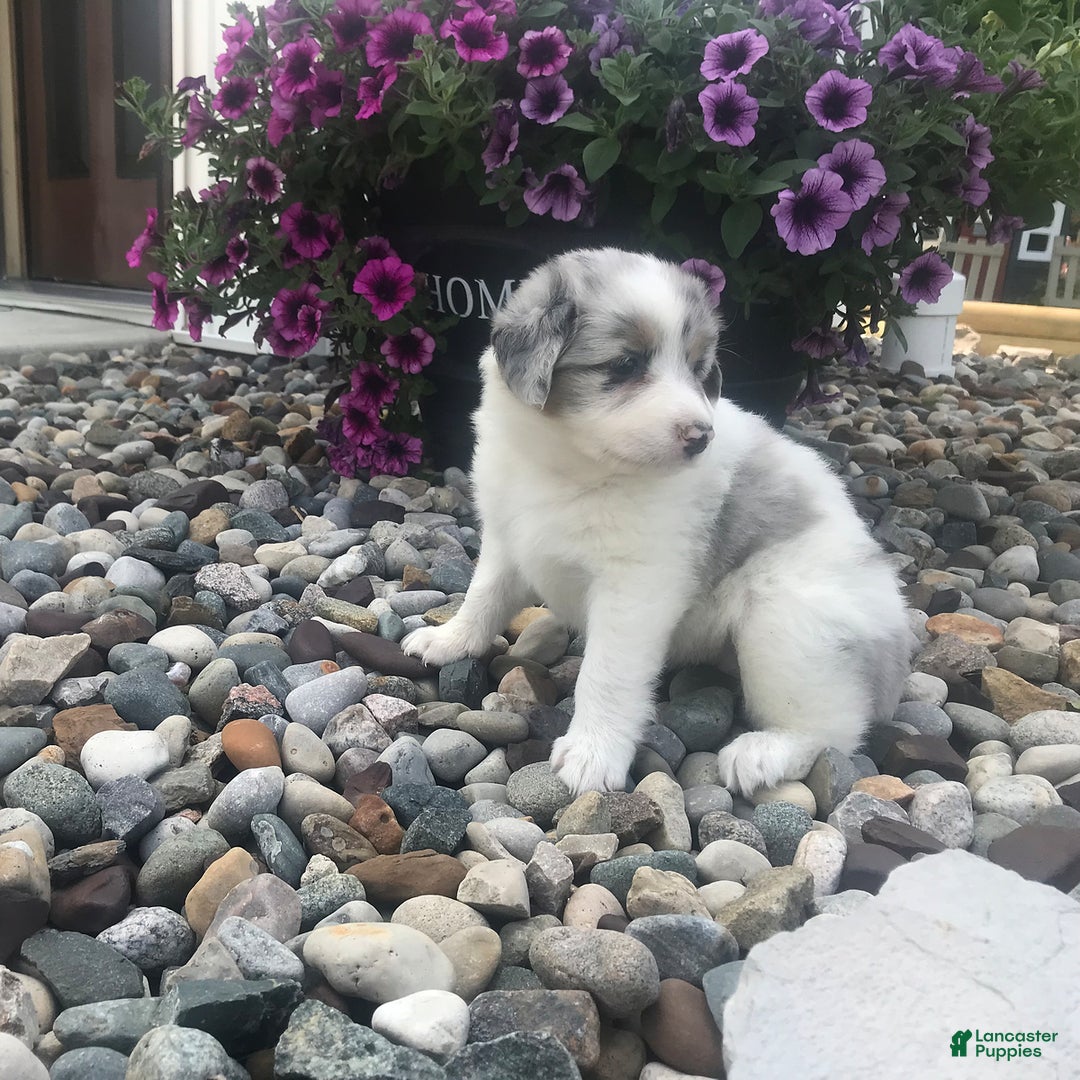 English Shepherd dogs for sale: Tracey - Image 5