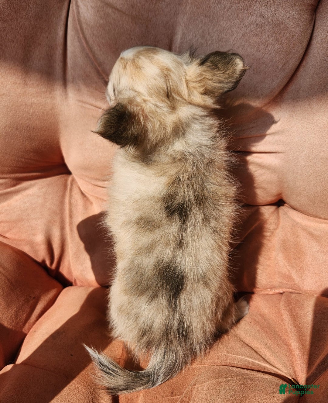 Chihuahua dogs for sale: Cacao - Image 3
