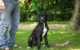 Great Dane dogs for sale: Athena - Image 12