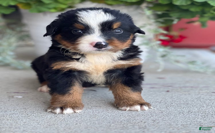 Bernese Mountain Dog dogs for sale - Ad 2