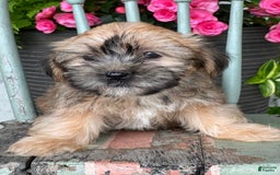Shorkie dogs for sale: Tony - Image 2