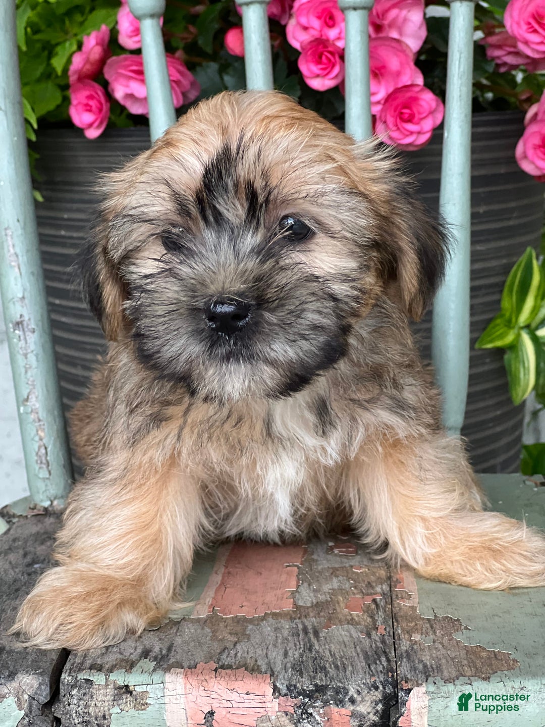 Shorkie dogs for sale: Tony - Image 2