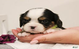 Miniature Bernese Mountain Dog dogs for sale: Gummybear - Image 9