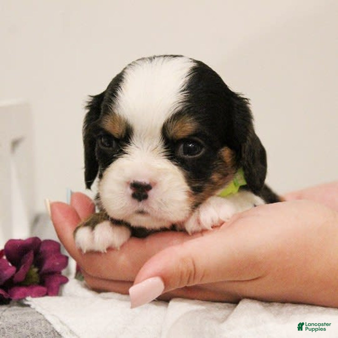 Miniature Bernese Mountain Dog dogs for sale: Gummybear - Image 9