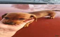 Dachshund dogs for sale: Jolly - Image 10