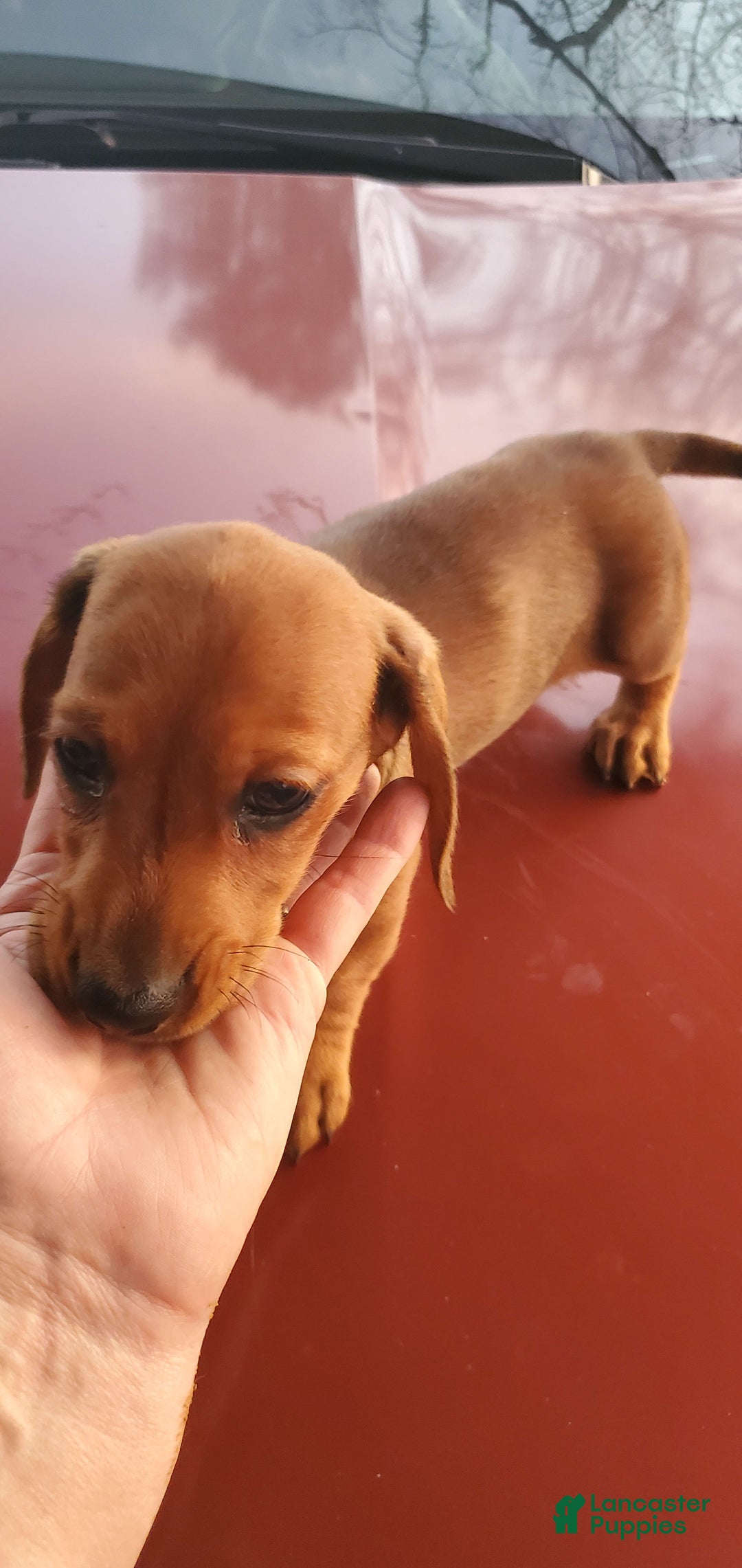 Dachshund dogs for sale: Jolly - Image 10