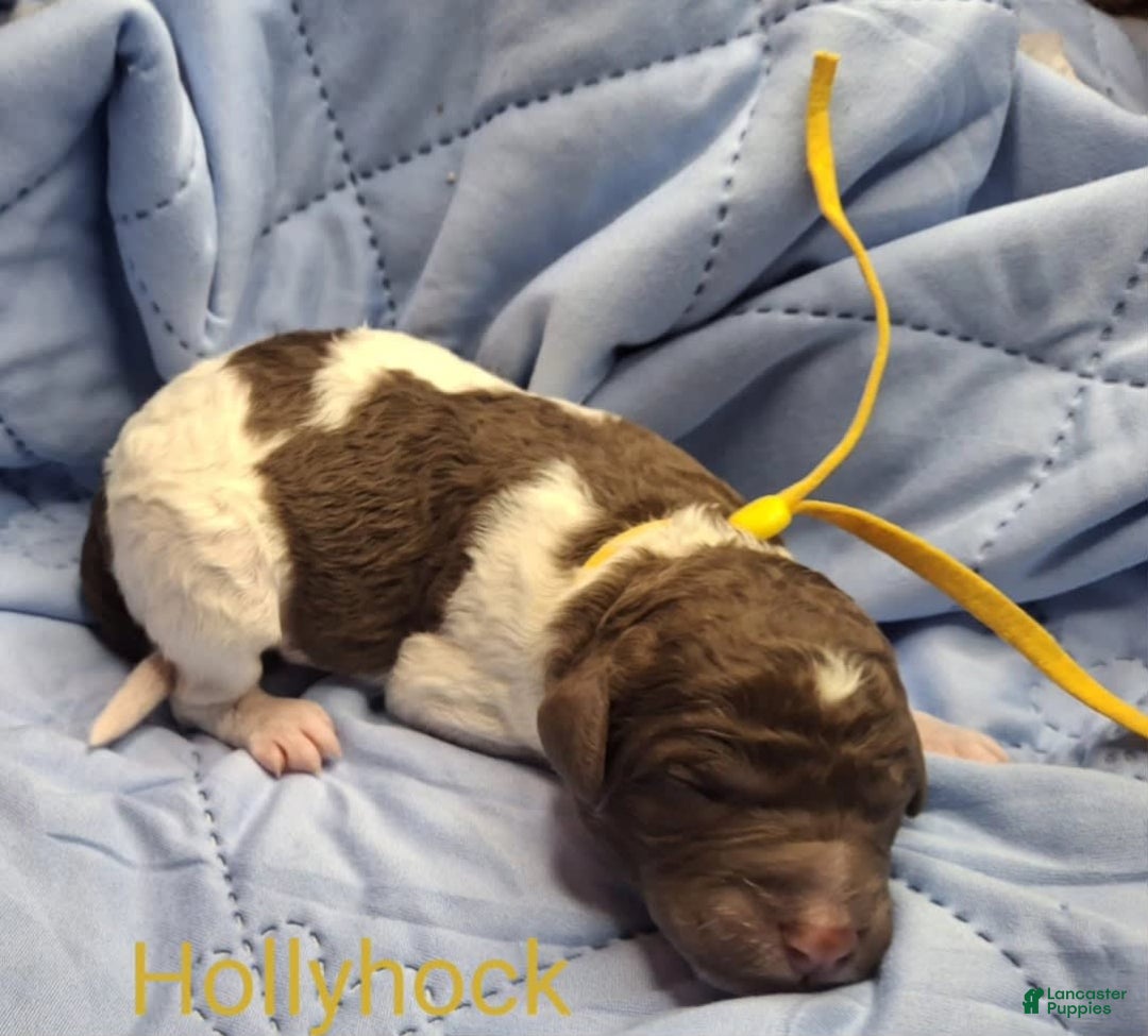 Labradoodle dogs for sale: Hollyhock - Image 1