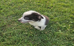 Border Collie dogs for sale: Sammy - Image 5