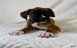 Boxer dogs for sale: Bruno - Image 4