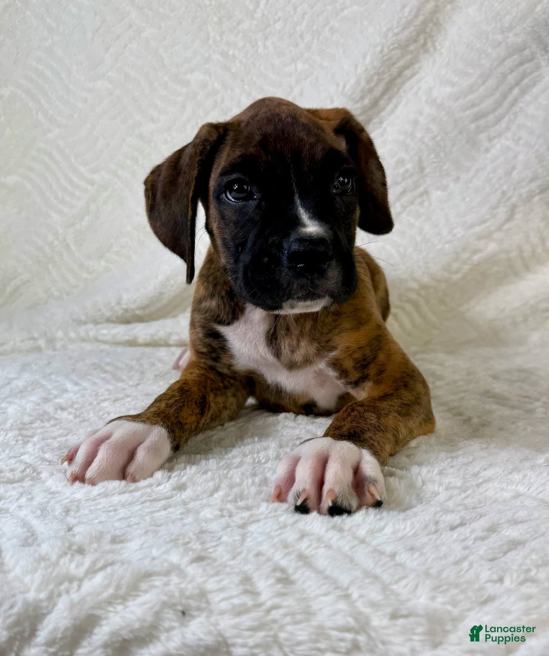 Boxer dogs for sale: Bruno - Image 4
