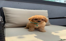 Toy Poodle dogs for sale: Toy Poodle 5 puppies - Image 1