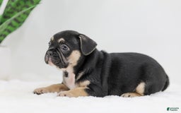 French Bulldog dogs for sale: Huck - Image 5