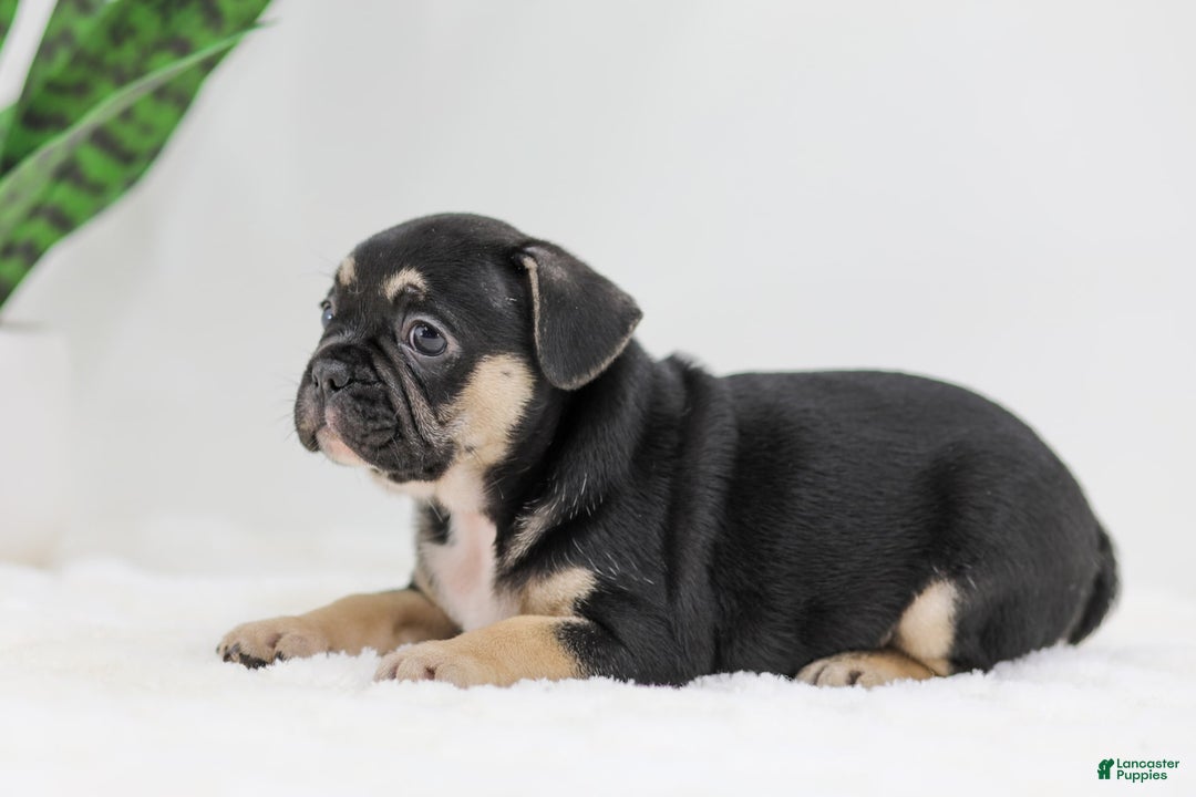 French Bulldog dogs for sale: Huck - Image 5