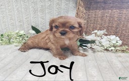 Cavalier King Charles Spaniel dogs for sale: Jay - Image 5