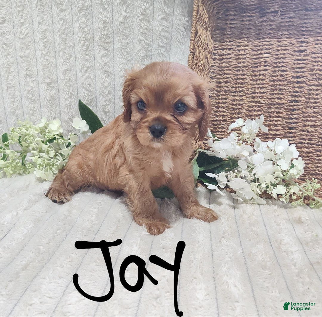 Cavalier King Charles Spaniel dogs for sale: Jay - Image 5