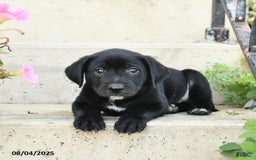 Jack Russell Terrier dogs for sale: Lucky - Image 3
