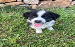 Australian Shepherd dogs for sale: Boy 1 - Image 1