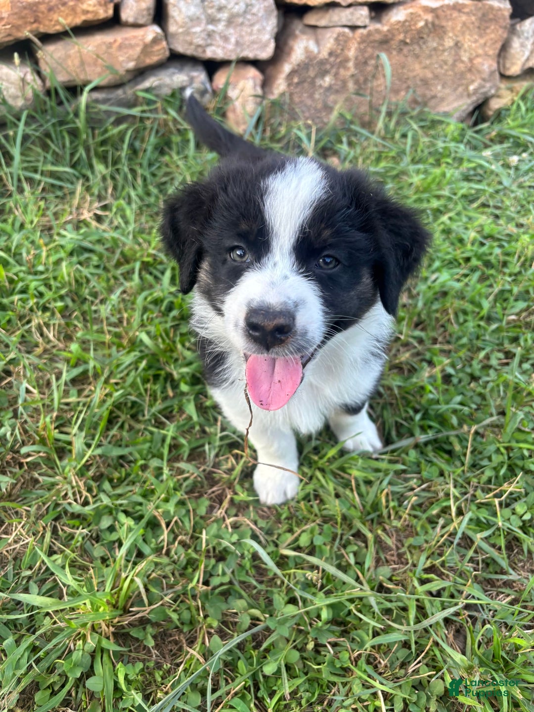 Australian Shepherd dogs for sale: Boy 1 - Image 1