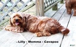 Cavapoo dogs for sale: Roxie - Image 5