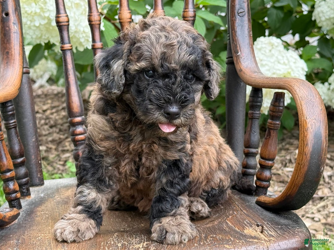 Goldendoodle dogs for sale: Buddy - Image 2