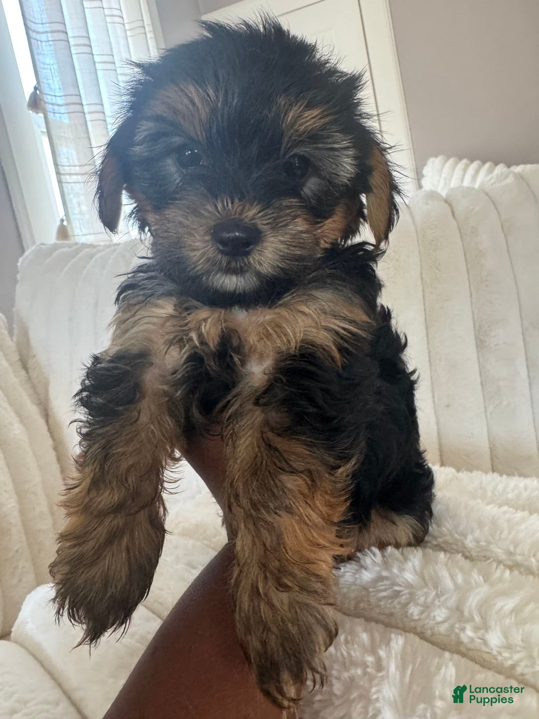 Yorkshire Terrier dogs for sale: Junior - Image 1