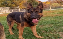 German Shepherd dogs for sale: Chase - Image 3