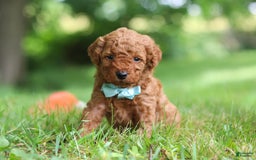 Goldendoodle dogs for sale: Herbie - Image 4