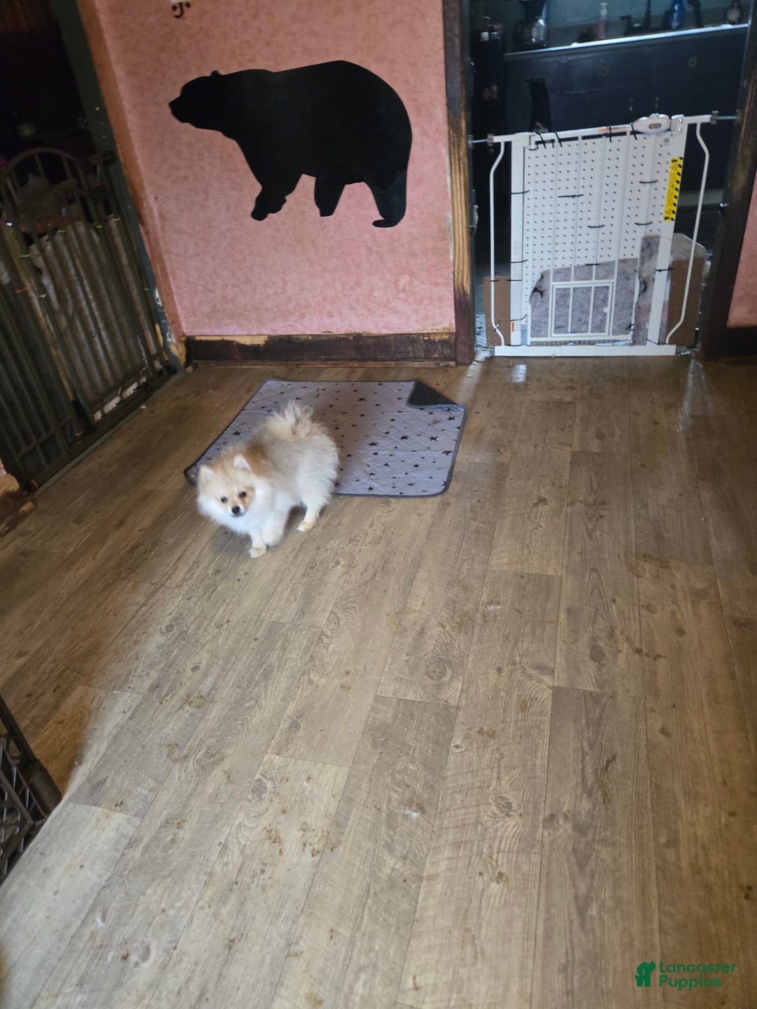 Pomeranian dogs for sale: Pomeranian 2 puppies - Image 1