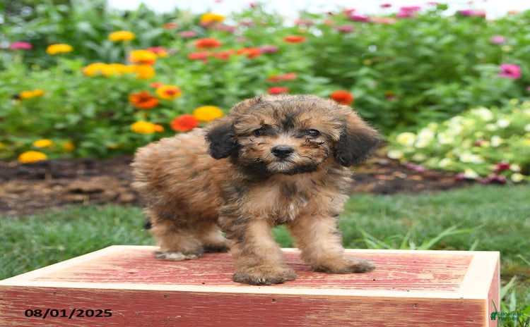 Miniature Poodle dogs for sale - Ad 2