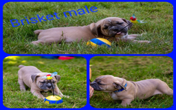 Olde English Bulldogge dogs for sale: Brisket - Image 1